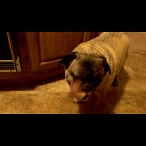 Meet your Posher, Dorian